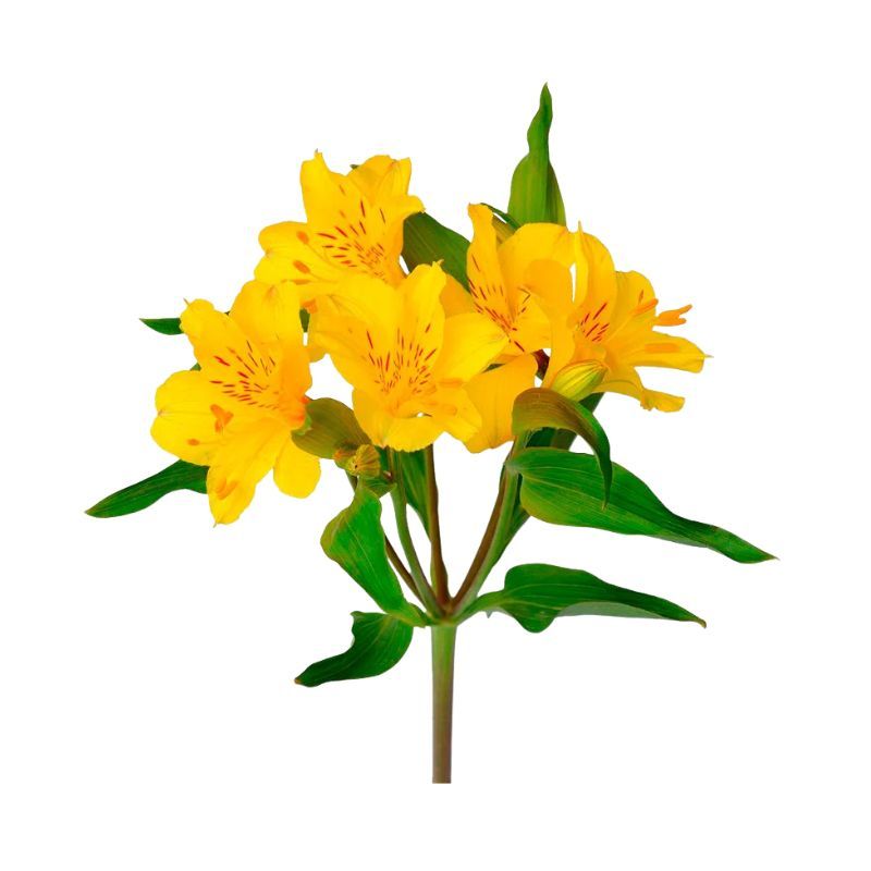 Astromelias Amarillas