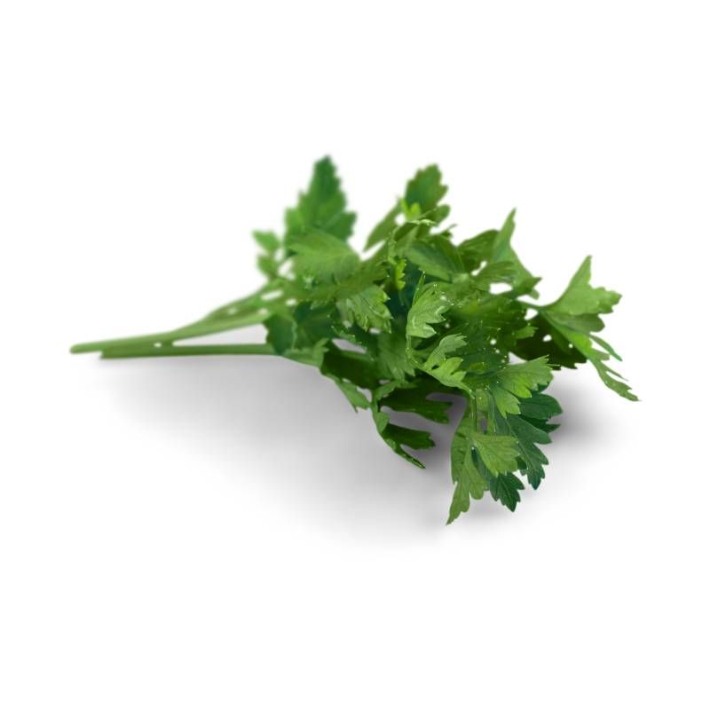 Cilantro