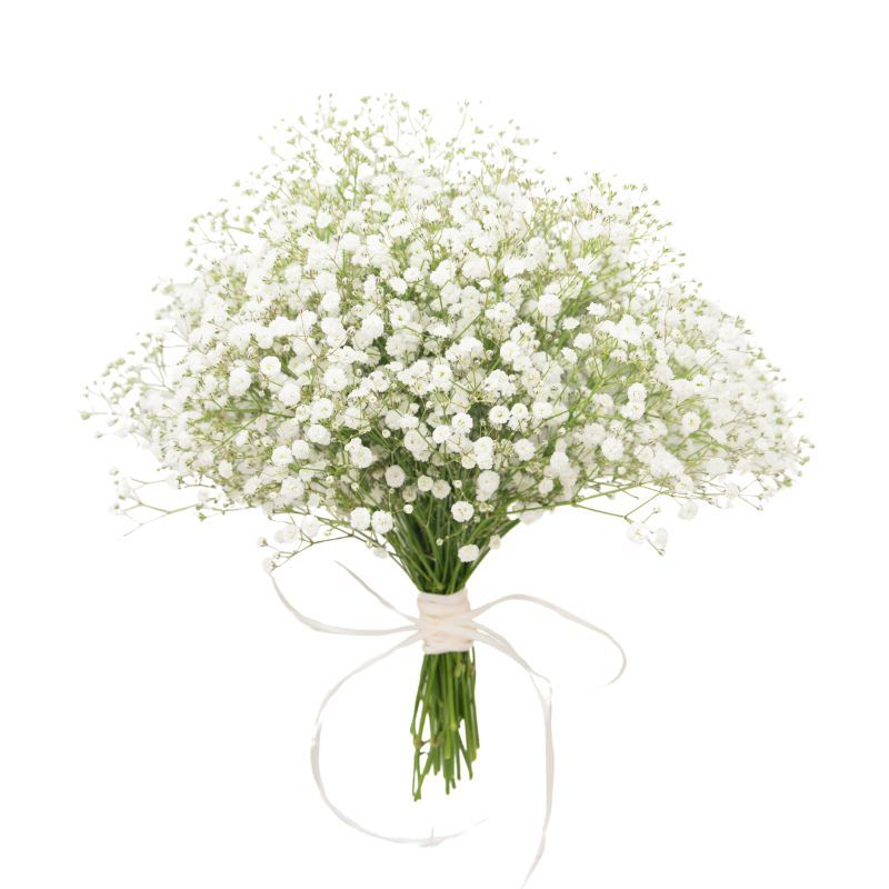 Gypsophila
