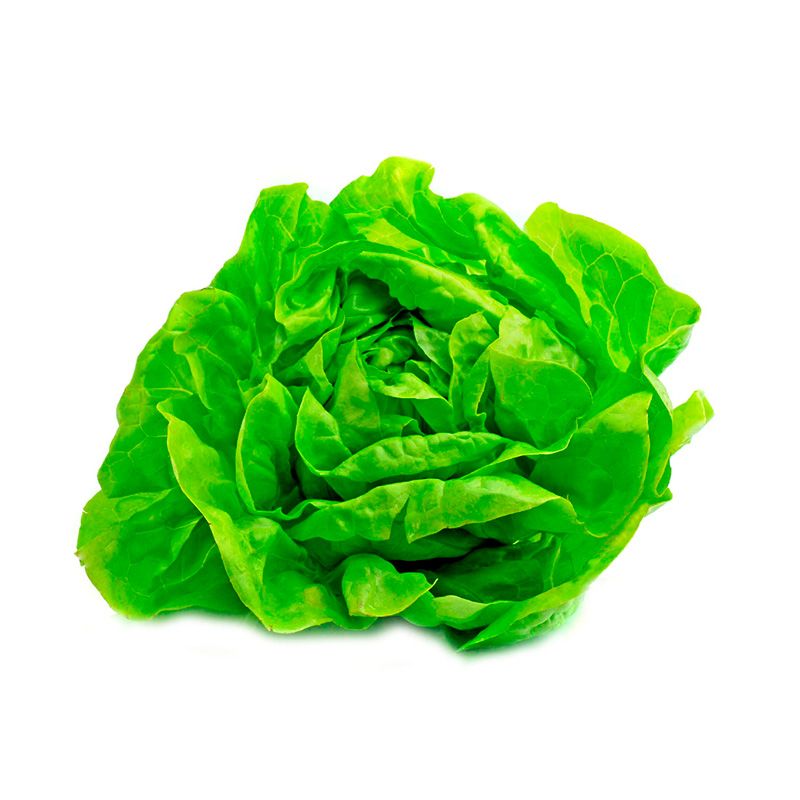 Lechuga