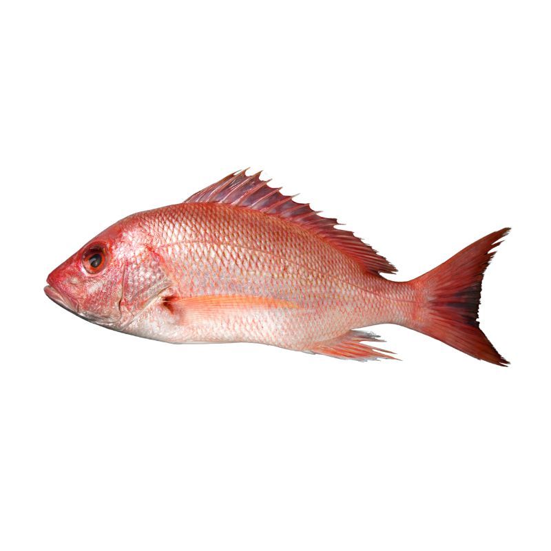 Pargo