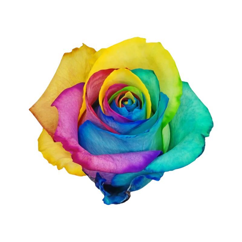 Rosas Arcoiris