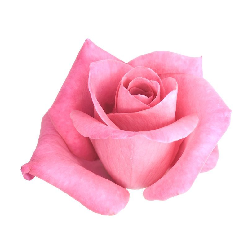Rosas Rosadas