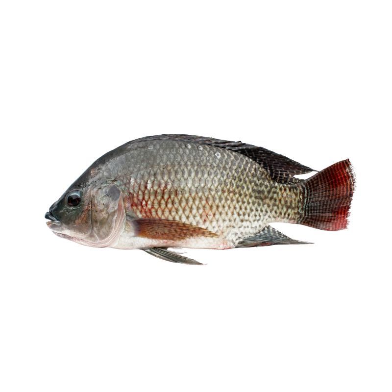 Tilapia