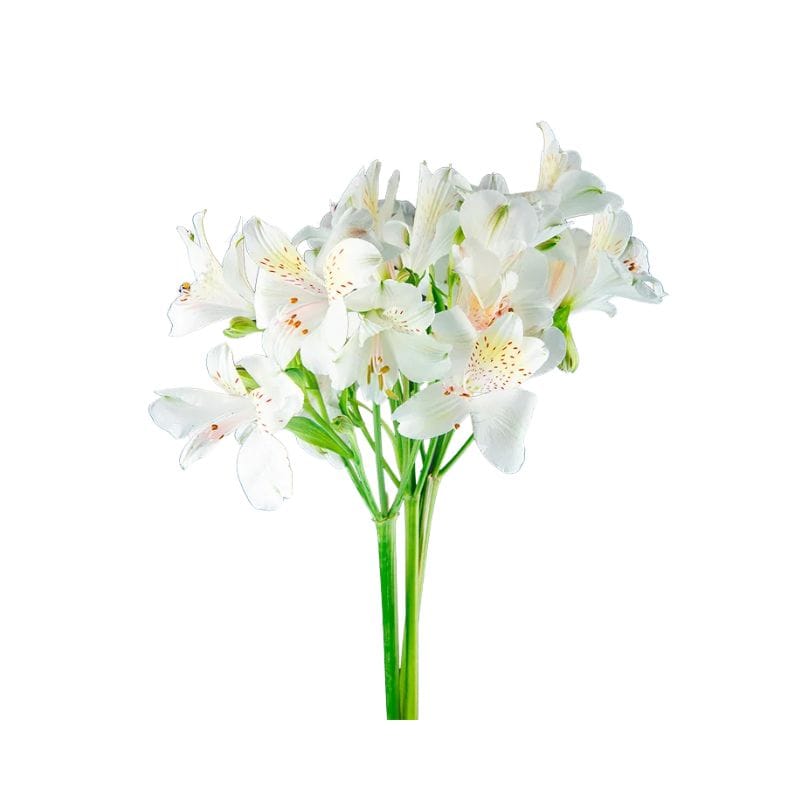 Astromelias Blancas
