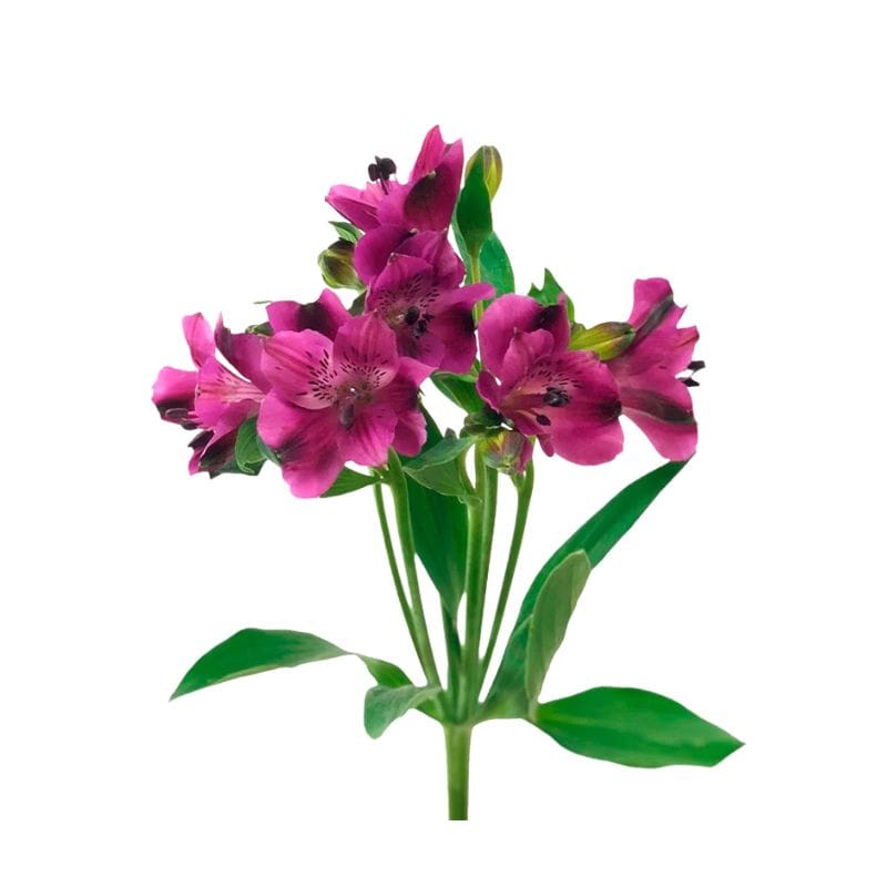 Astromelias Fucsias