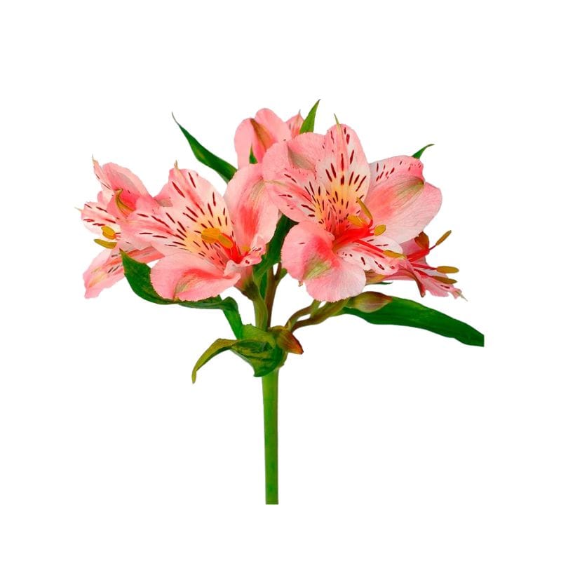 Astromelias Rosadas