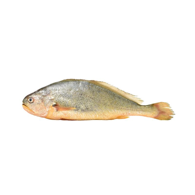 Corvina