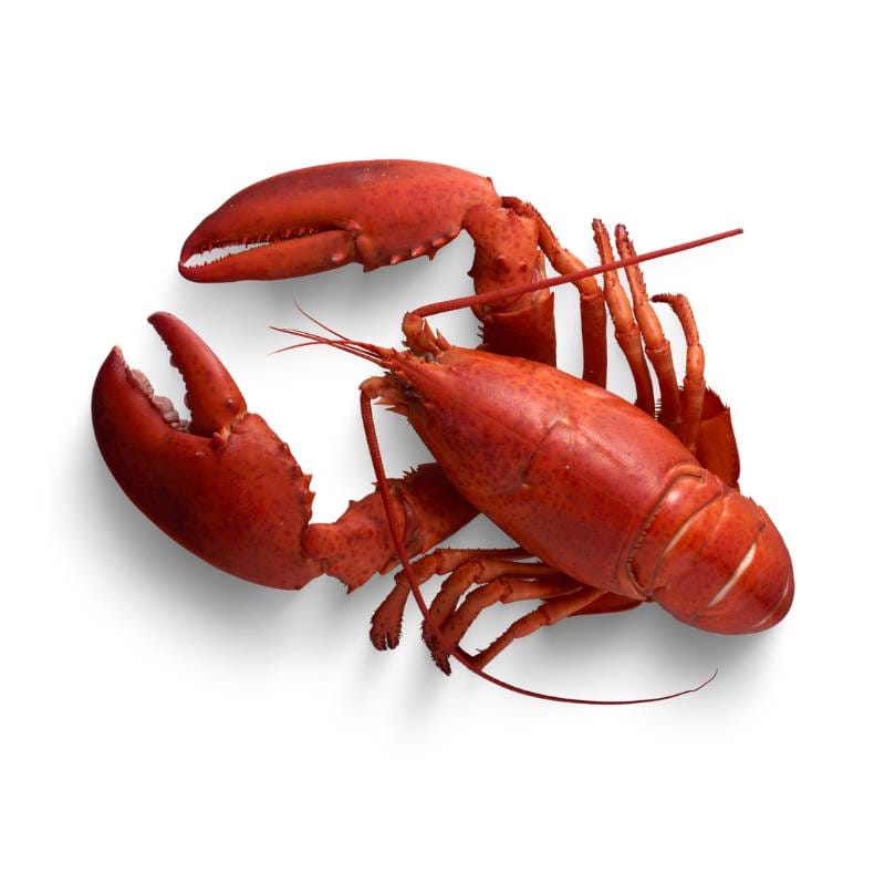 Langosta