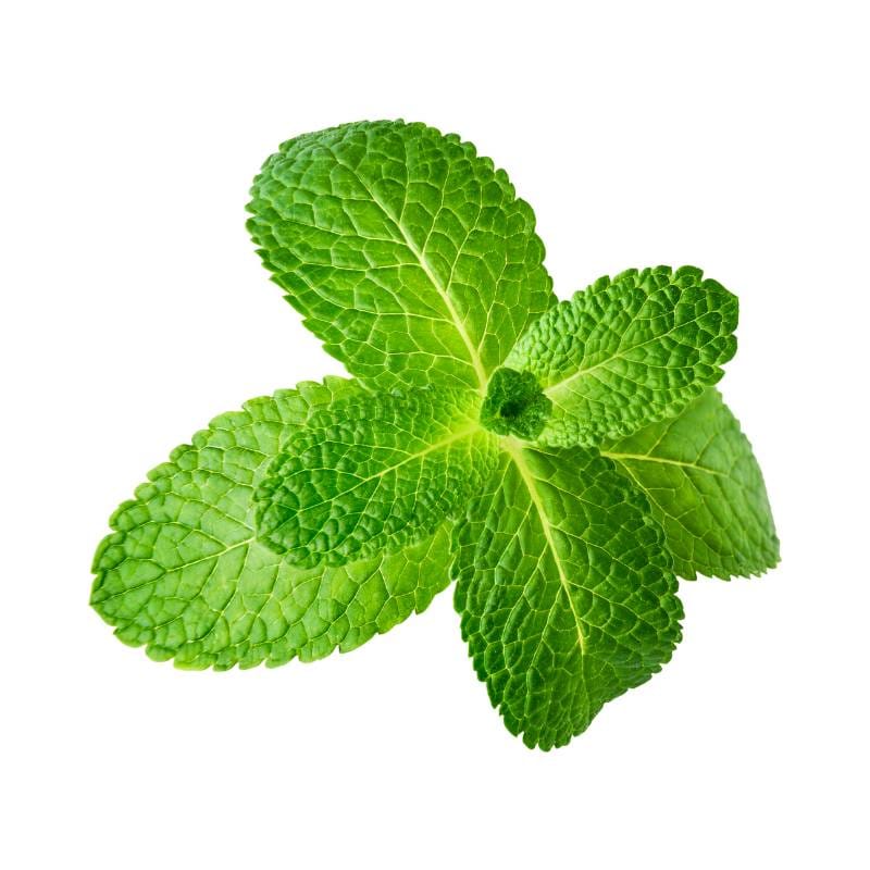 Menta