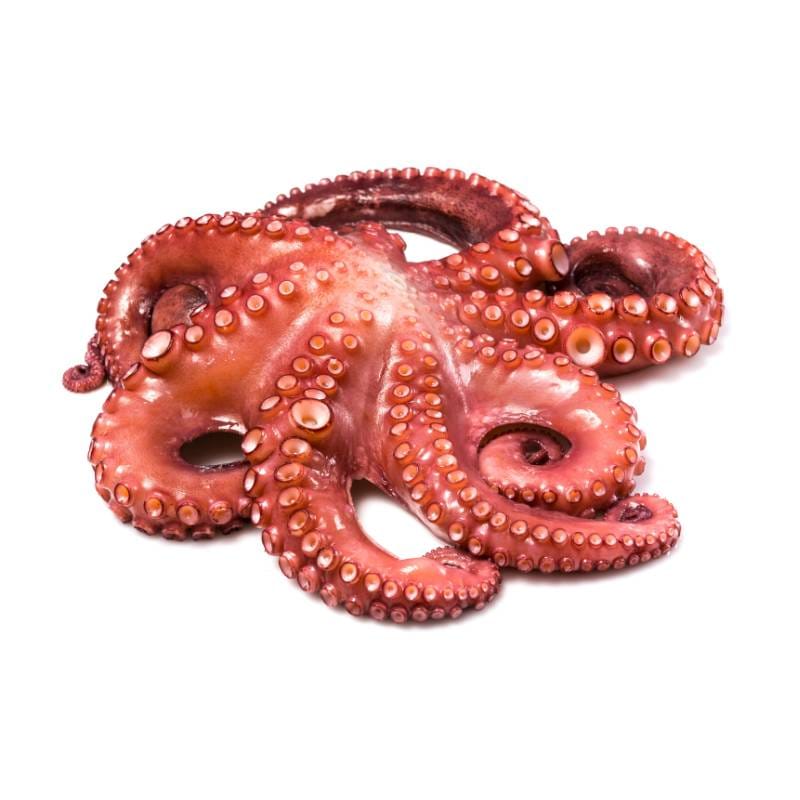 Pulpo